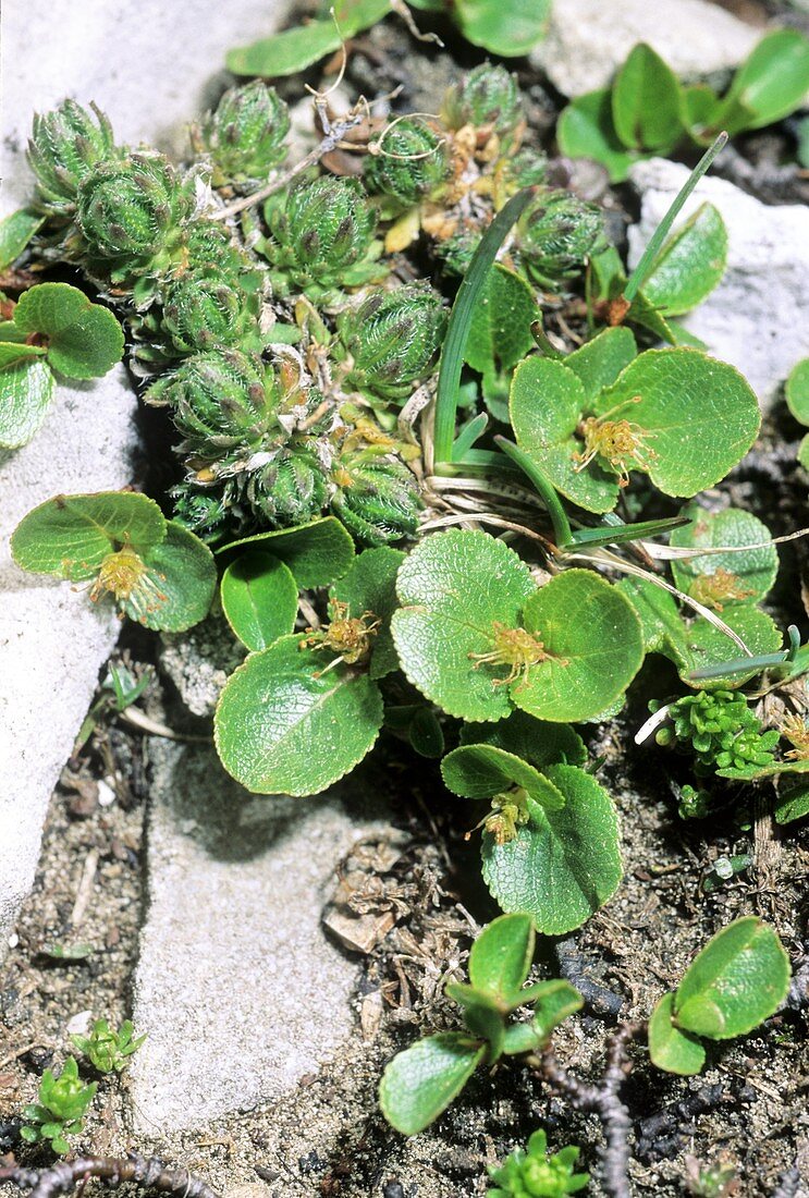 Dwarf Willow (Salix herbacea)