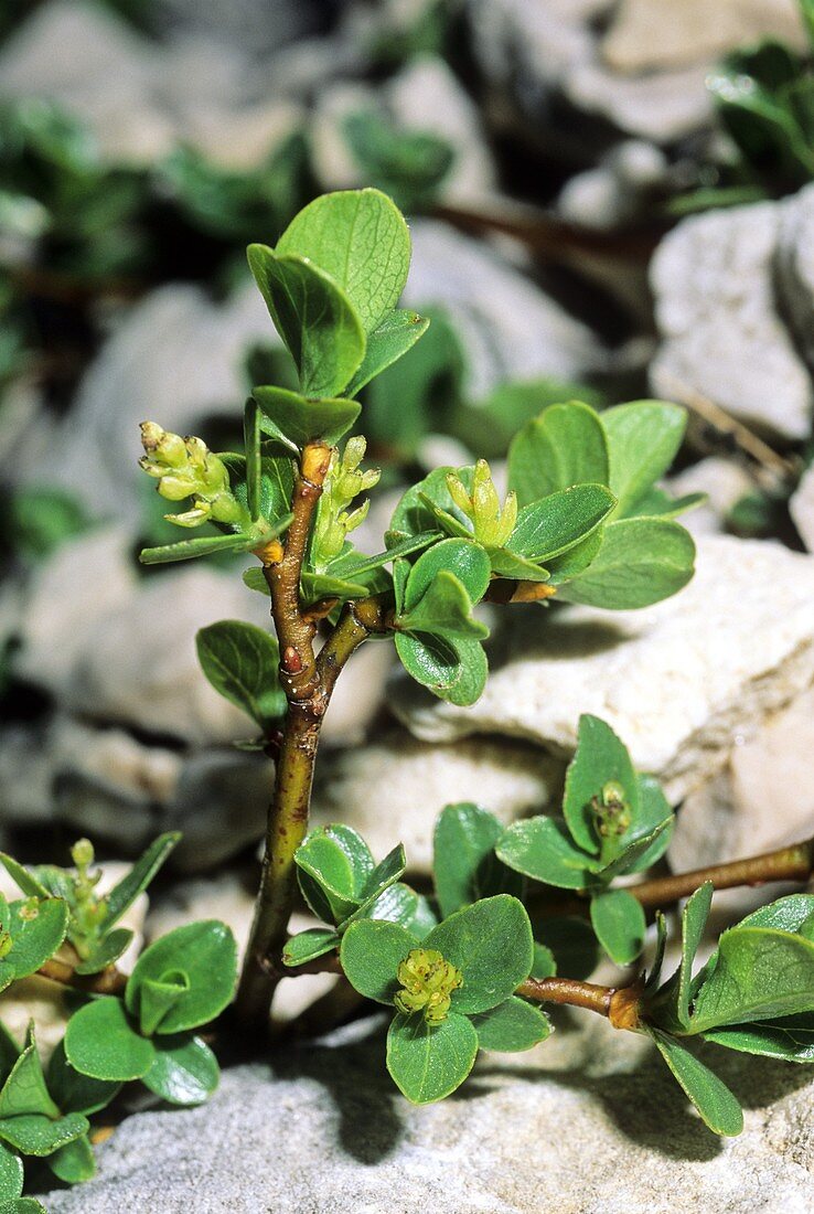 Willow (Salix retusa)