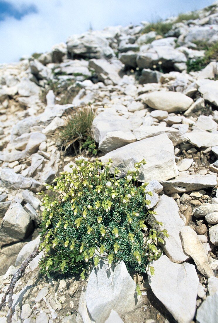 Saxifrage (Saxifraga caesia)