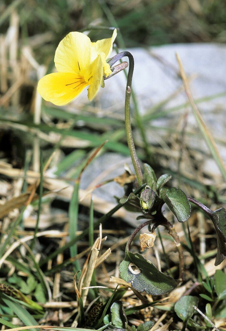Viola pseudogracilis cassinensis