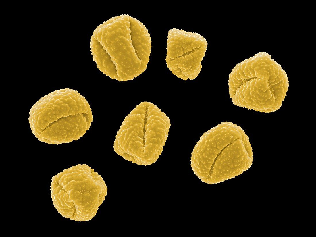 Buttercup pollen grains,SEM