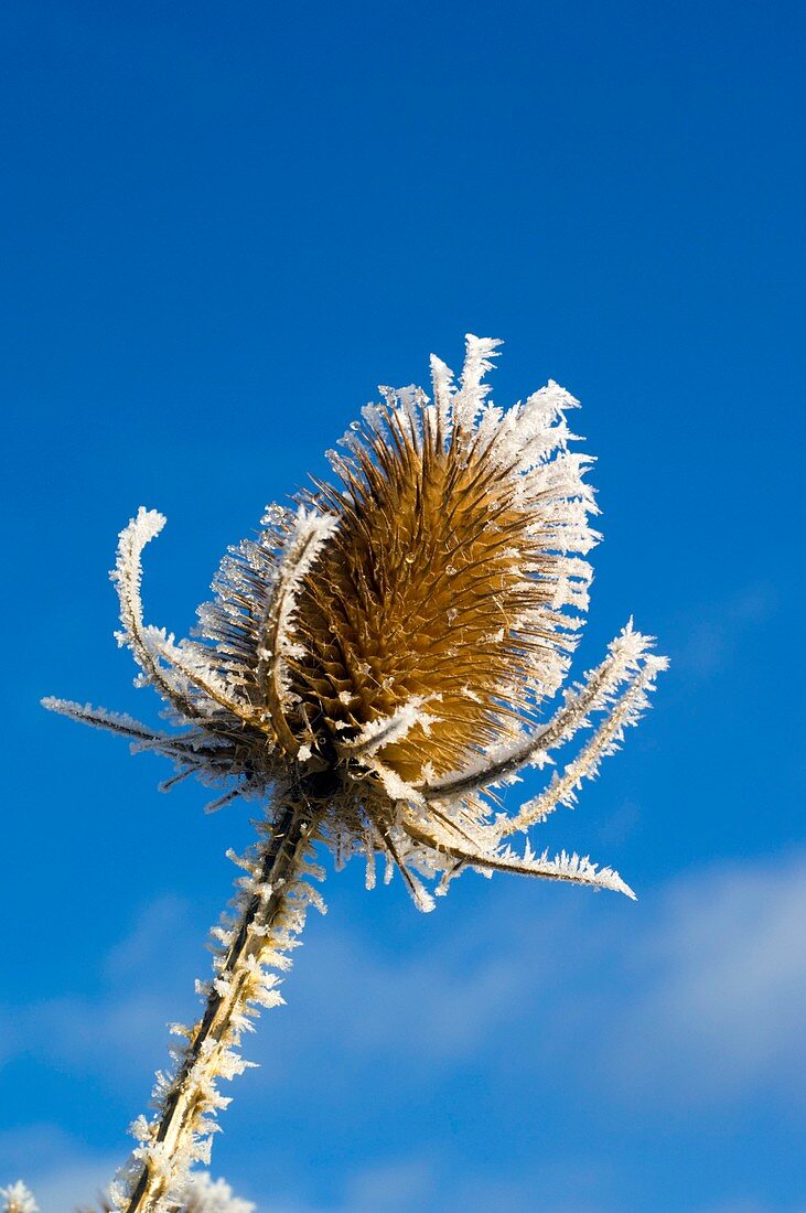 Frost-covered teasel (Dipsacus fullonum)