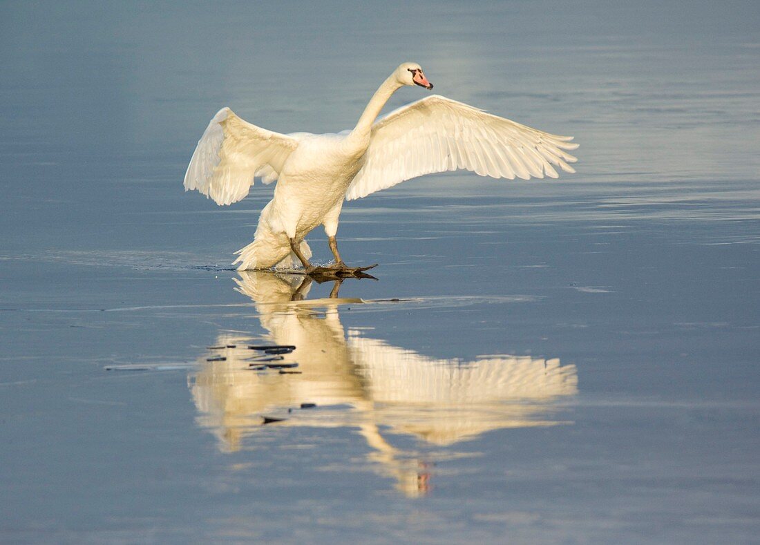 Mute swan landing on icy water
