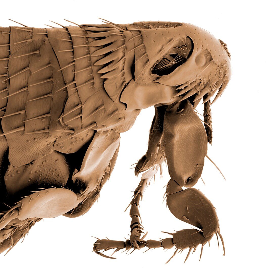 Head and thorax of a cat flea,SEM