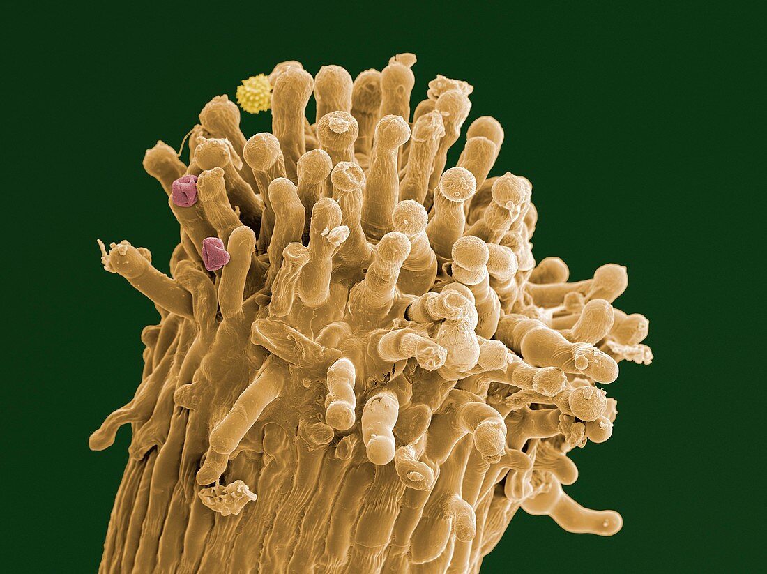 Hypericum stigma with pollen grains,SEM
