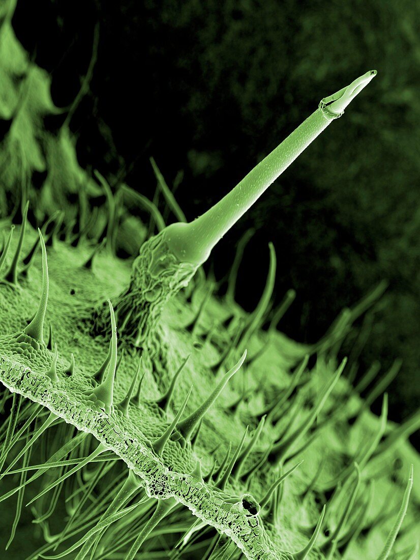 Nettle leaf stinging trichome,SEM