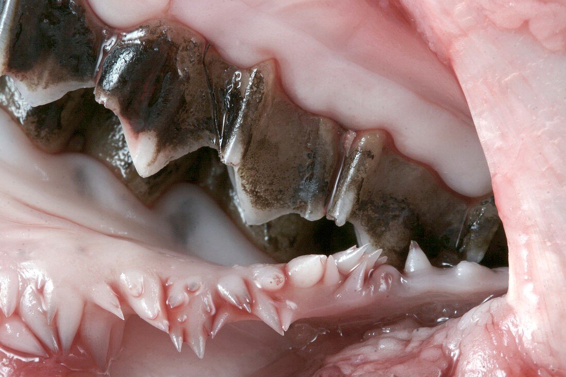 Pig teeth