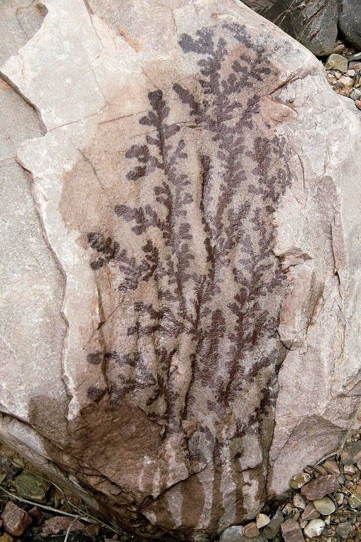 Seaweed fossil