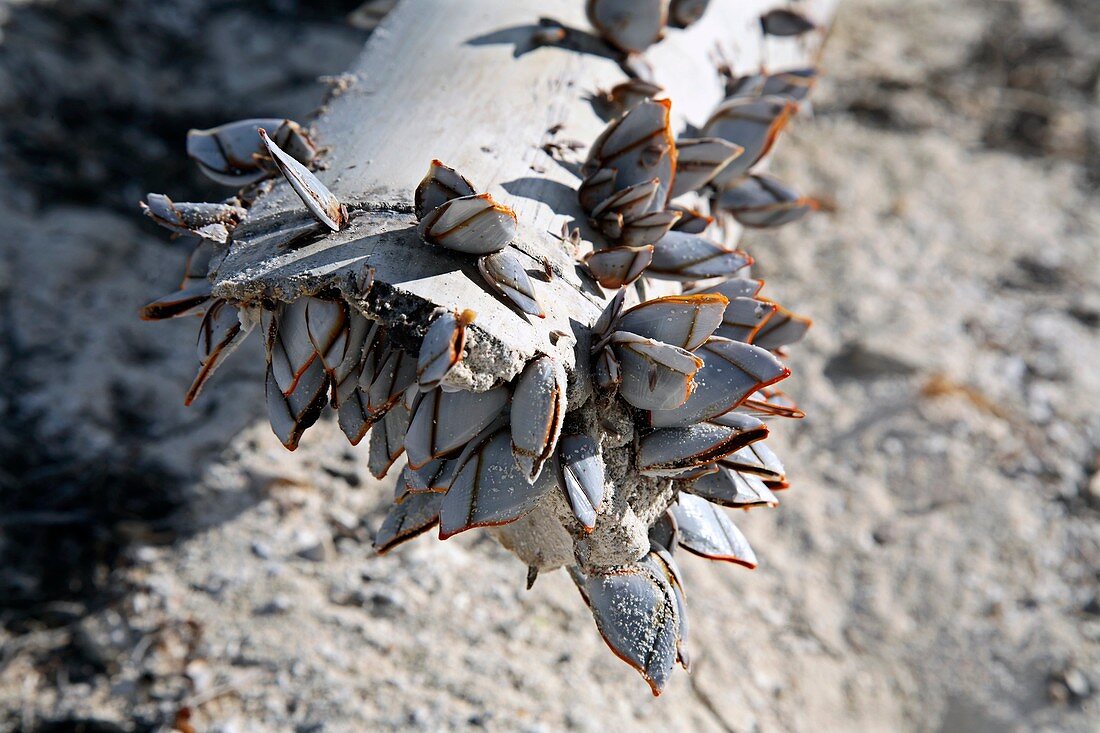 Goose barnacles on driftwood