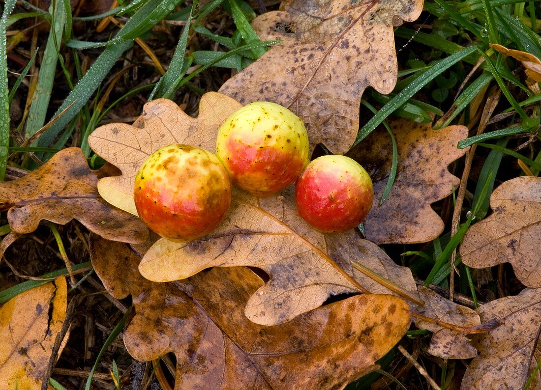 Cherry Galls (Cynips quercusifolii)