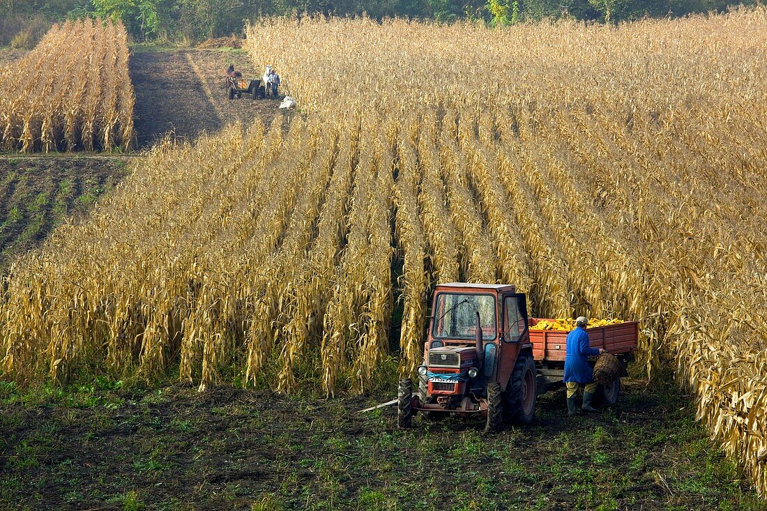 Harvesting corn (Zea mays)