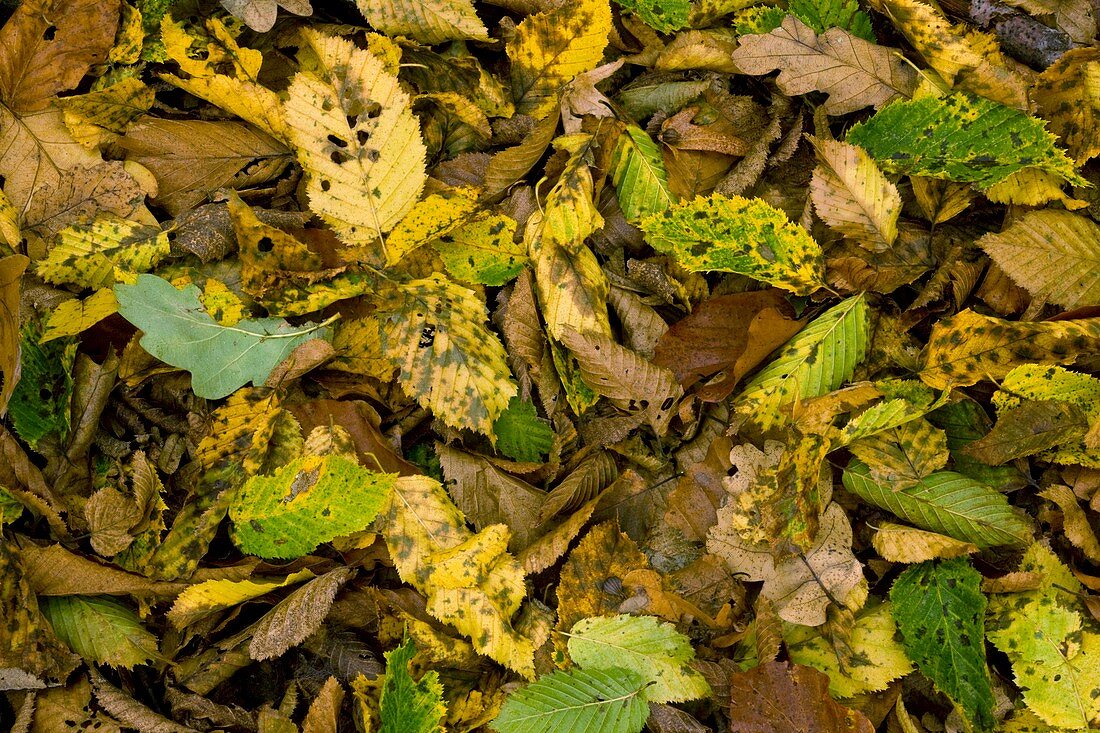 Fallen Hornbeam leaves (Carpinus betulus)