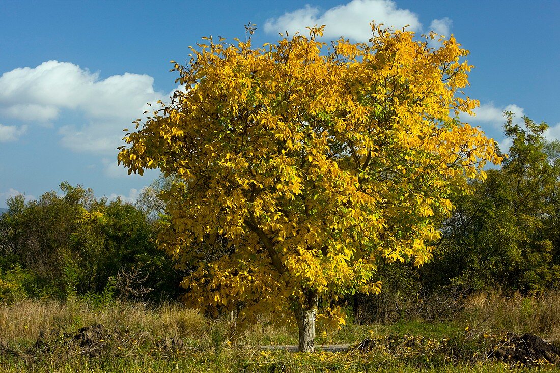 Walnut tree (Juglans regia)