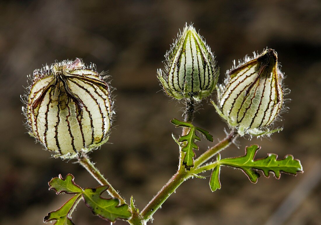 Wild Hibiscus (Hibiscus trionum)