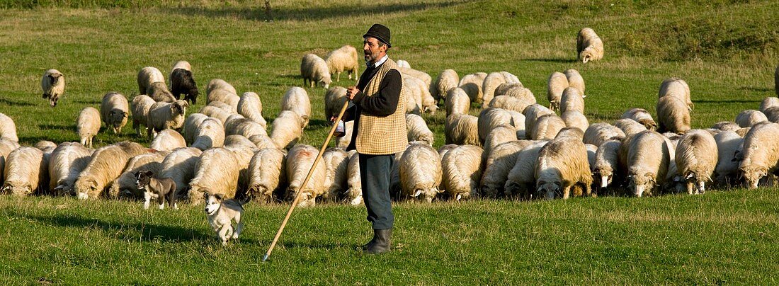 Shepherd with his flock