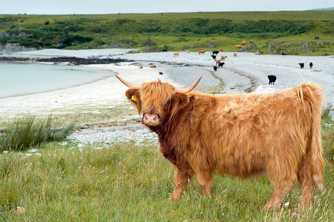 Highland cattle by the sea