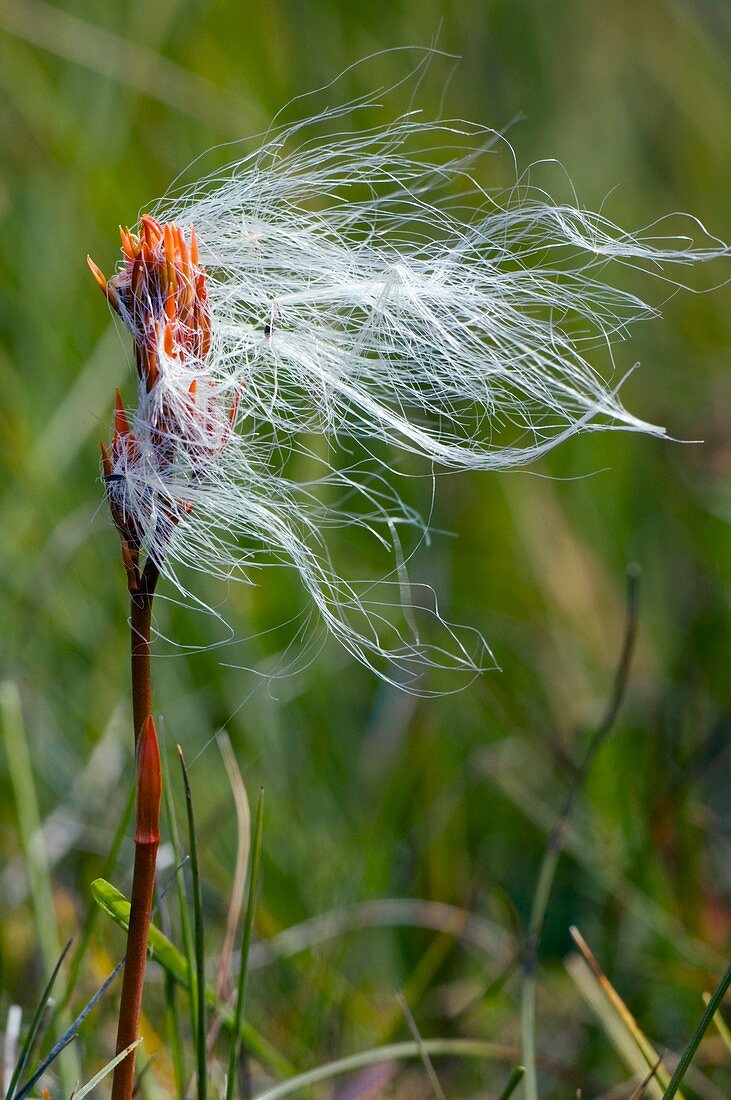 Cottongrass on a bog asphodel seed-head