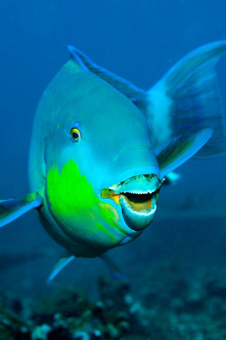 Parrotfish,Thailand