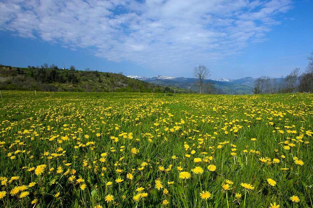 Dandelion field (Taraxacum officinale)