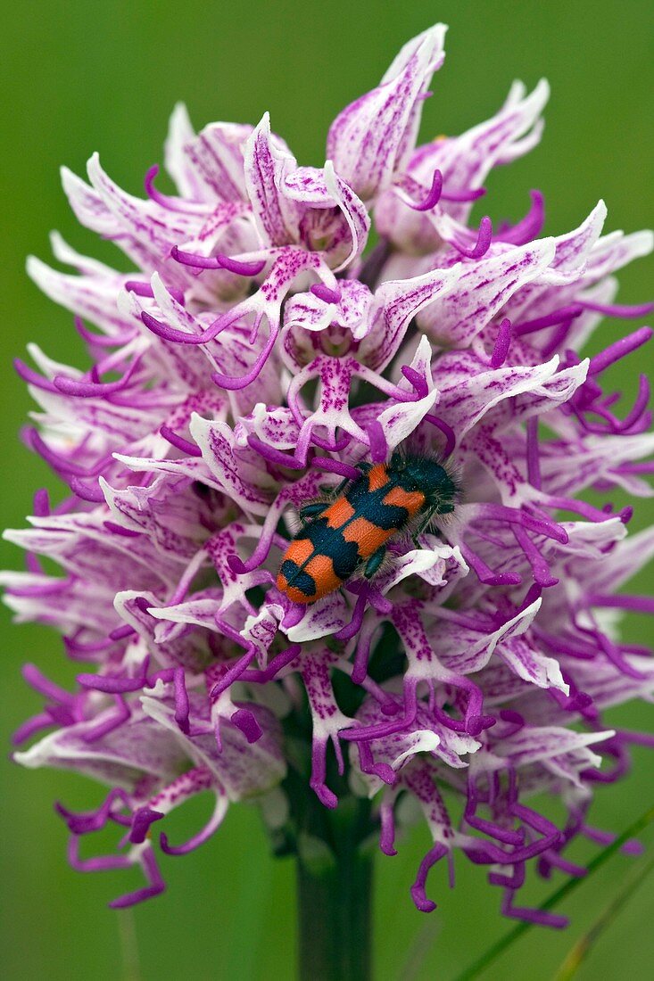 Monkey Orchid (Orchis simia)