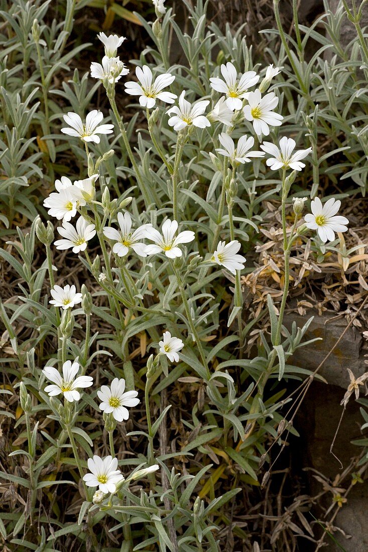 Cerastium tomentosum