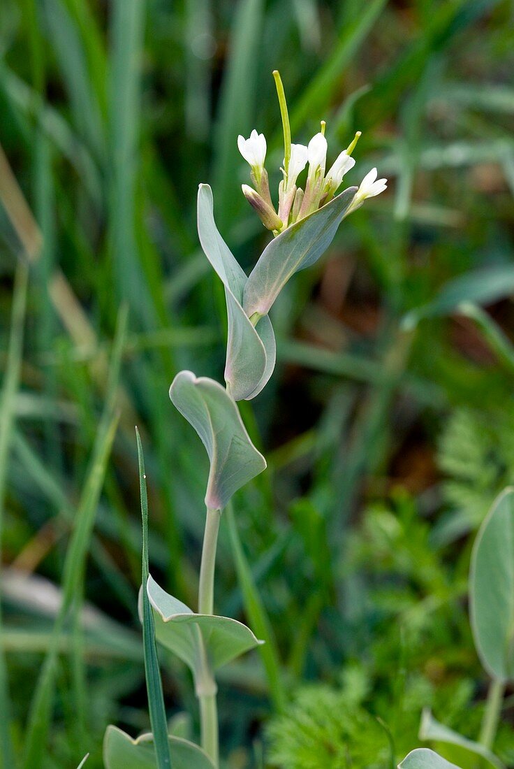 Conringia orientalis