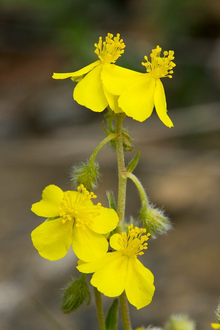 Hoary rock-rose (Helianthemum canum)