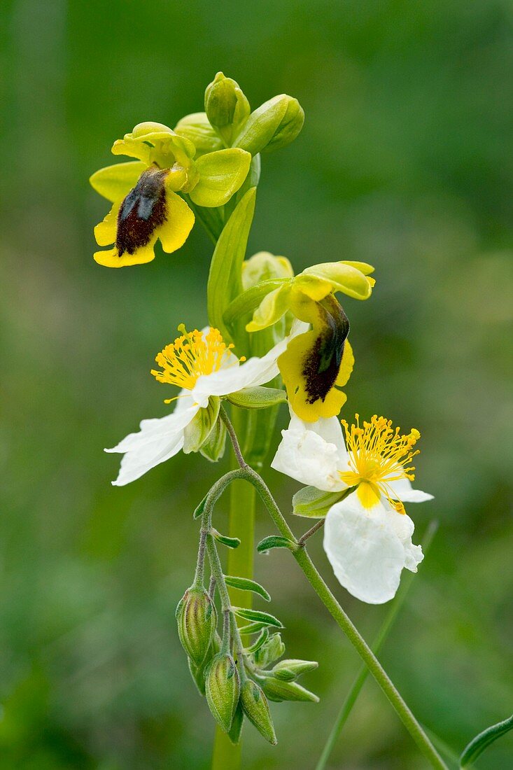 Ophrys lutea and Helianthemum apenninum