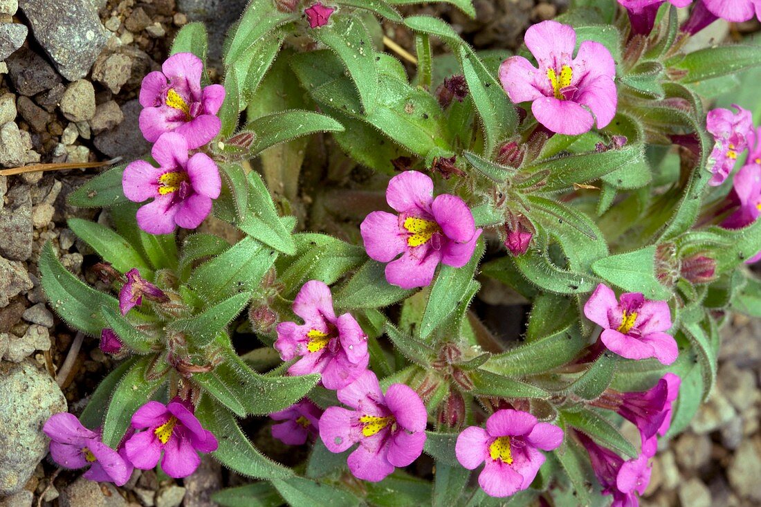 Skunky monkey-flower (Mimulus mephiticus)