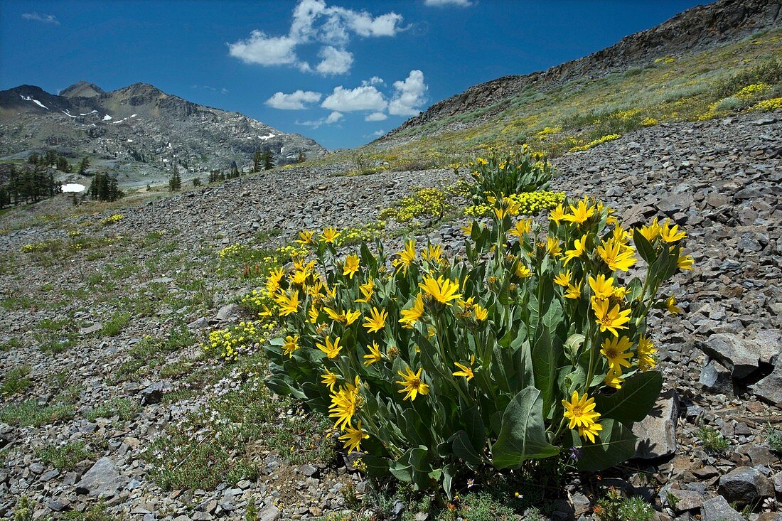 Woolly mule's ears (Wyethia mollis)