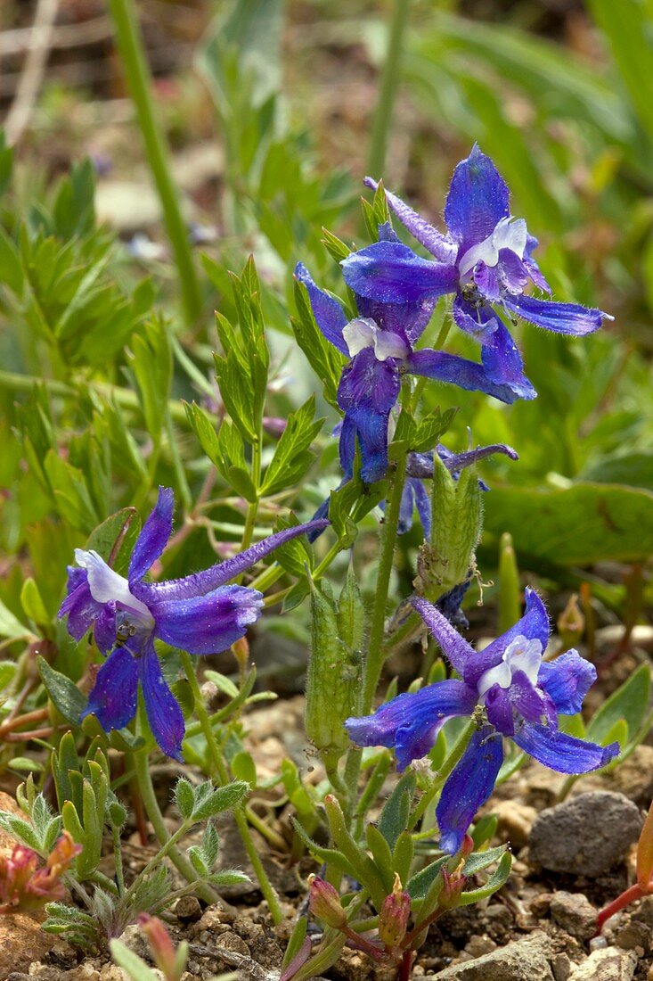 Larkspur (Delphinium nuttallianum)