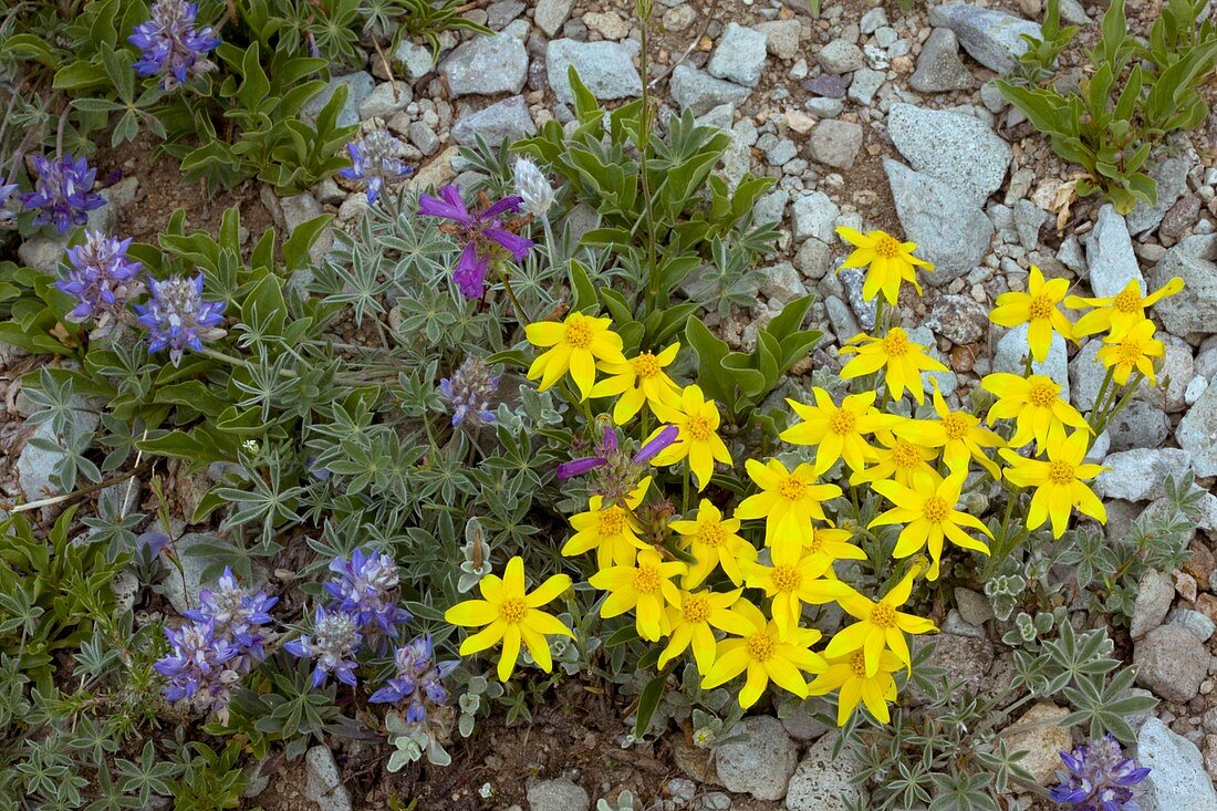 Mountain flowers,USA