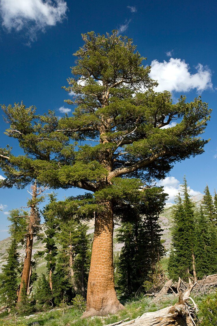 Western white pines (Pinus monticola)
