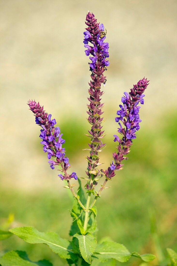 Wild Sage (Salvia nemorosa)