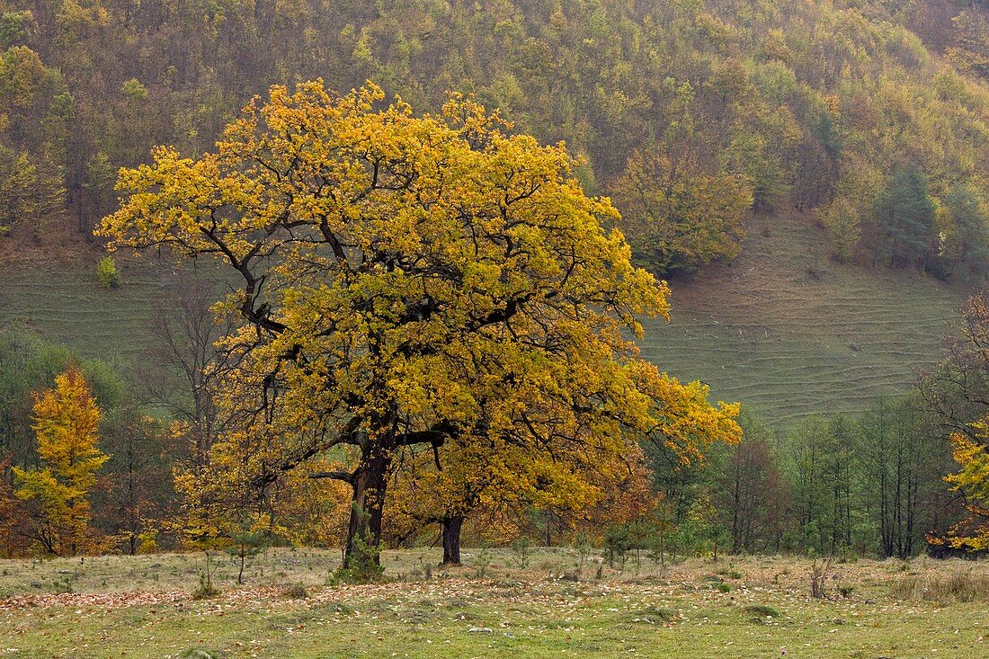 Ancient oaks (Quercus sp.) in Romania