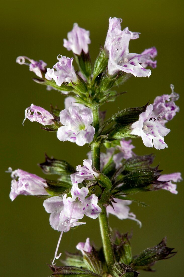 Calamint (Clinopodium ascendens)