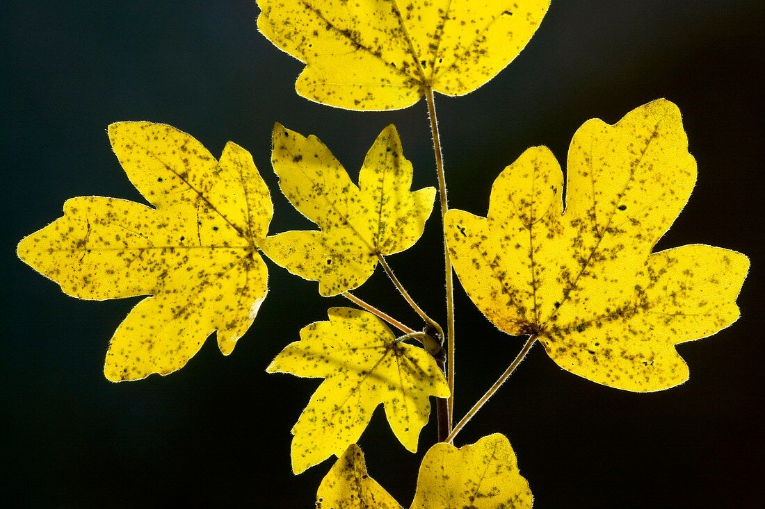 Field Maple (Acer campestre)