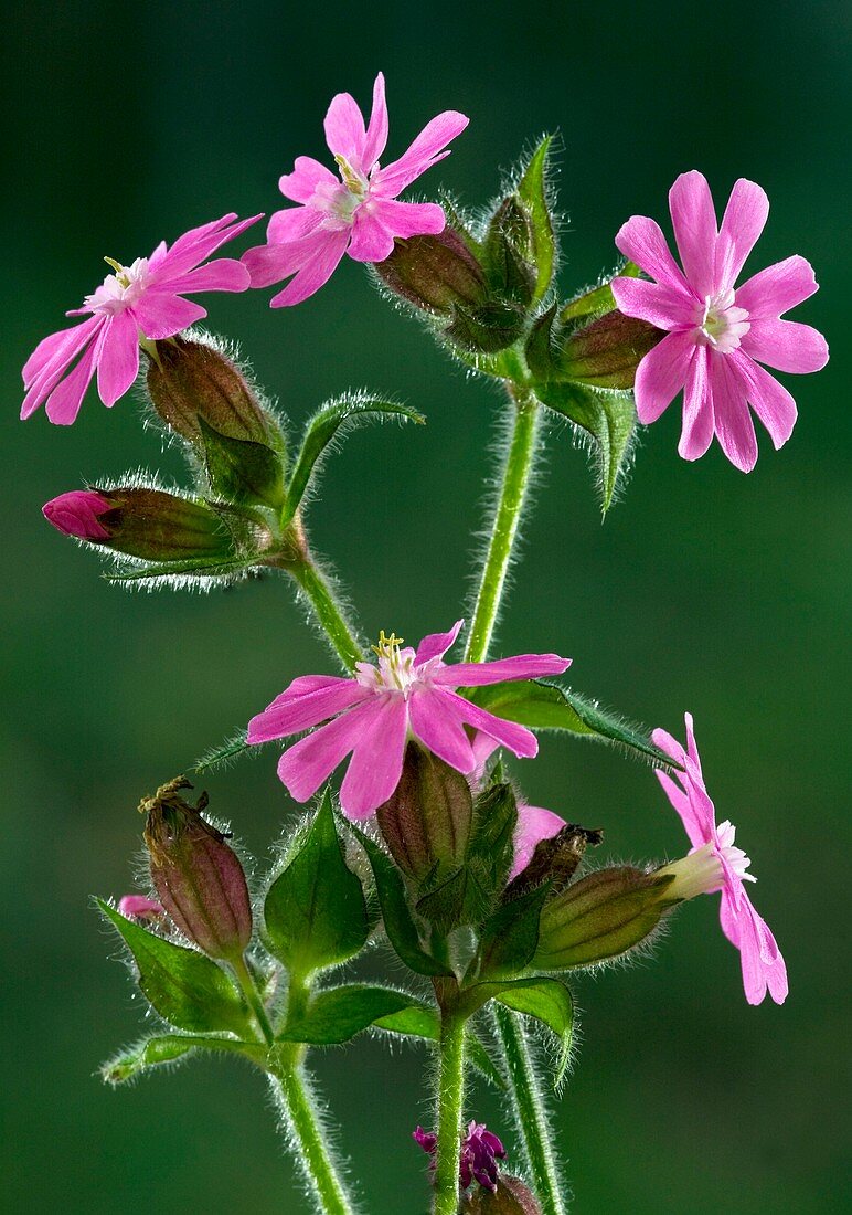 Red Campion (Silene dioica)