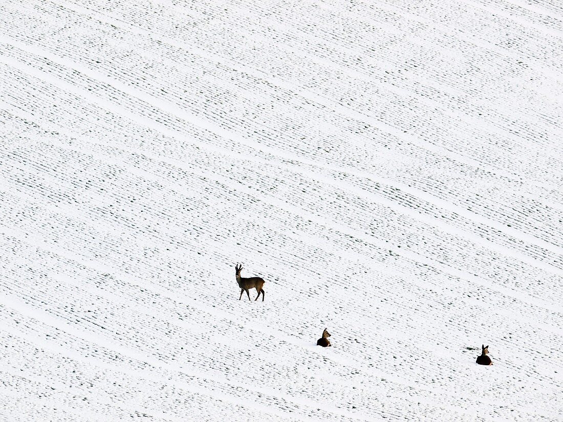 Deer in a distant snow covered field