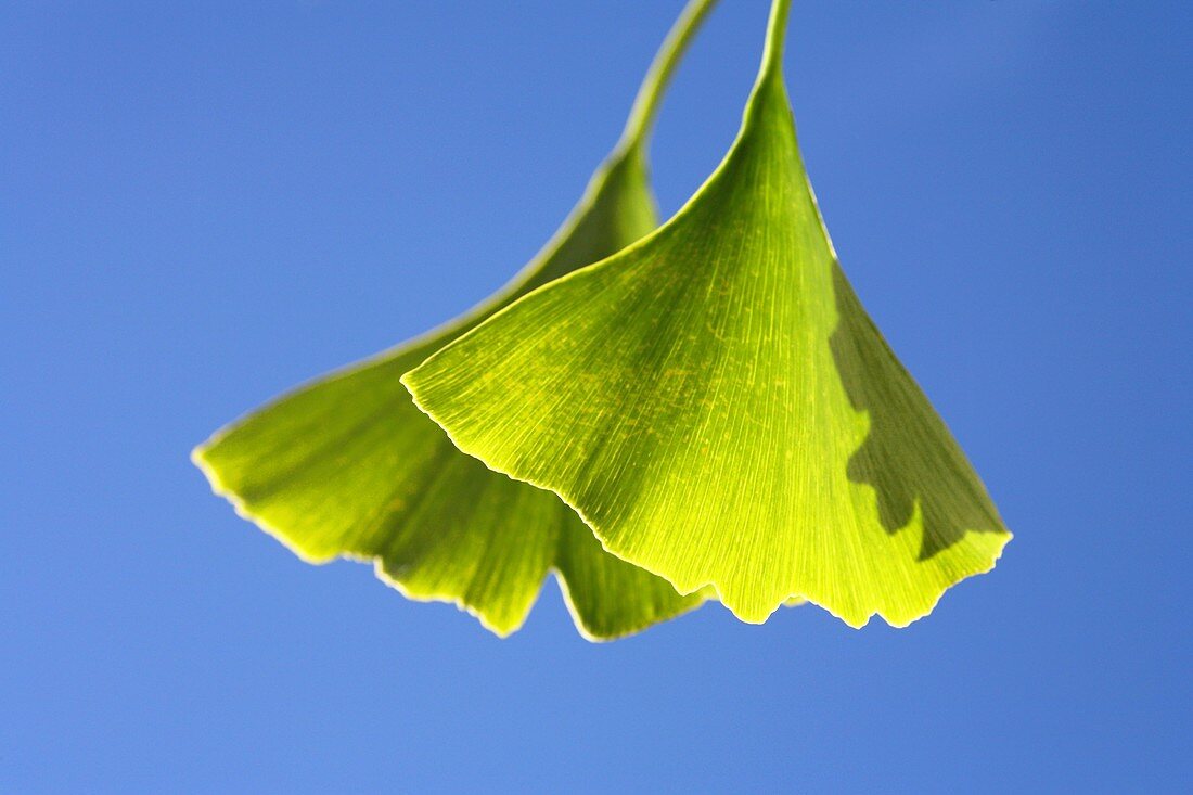 Ginkgo (Ginkgo biloba) leaves