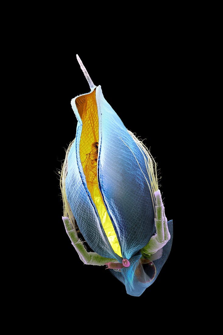 Water flea,SEM