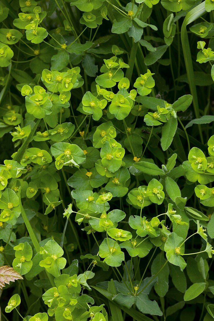 Sweet spurge (Euphorbia dulcis)