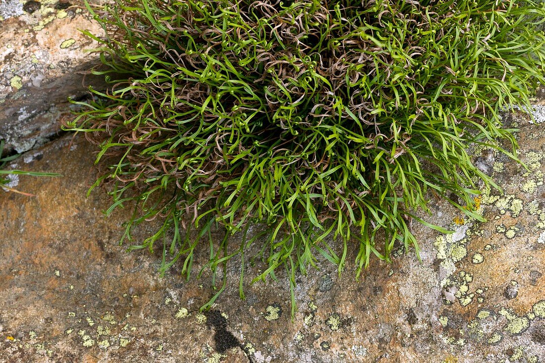 Asplenium septentrionale