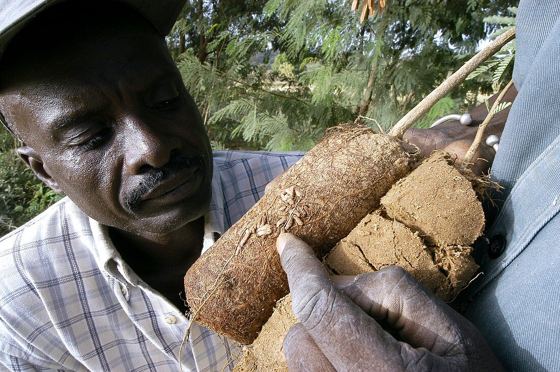 Nitrogen-fixing plant roots,Senegal