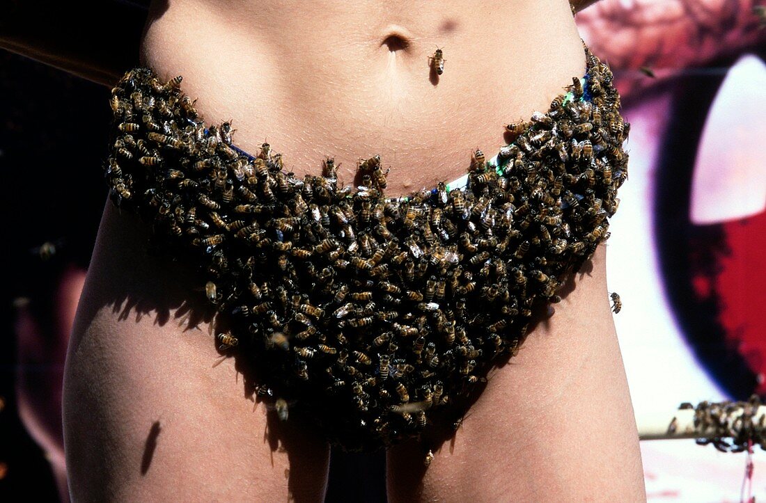 Bee-covered underwear