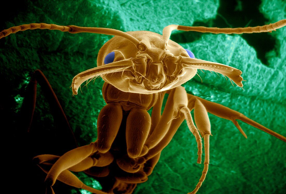 Odontomachus ant,ESEM