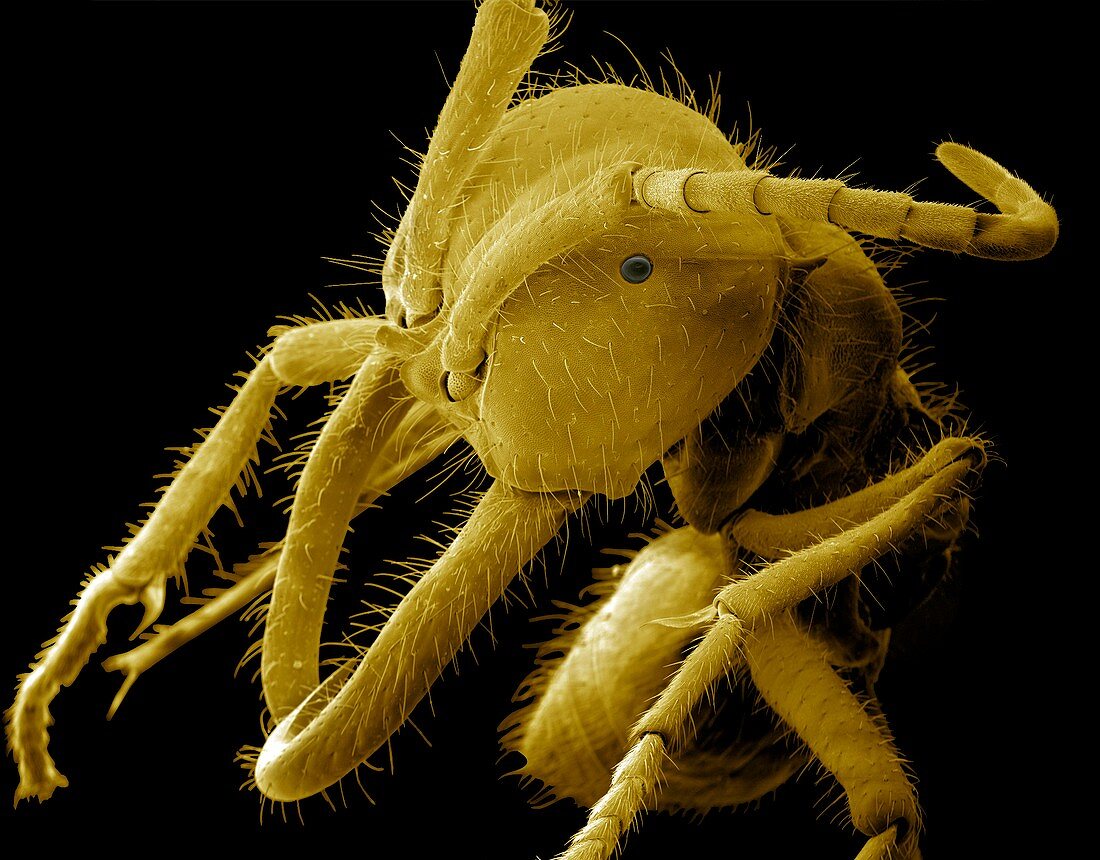 Eciton army ant,ESEM