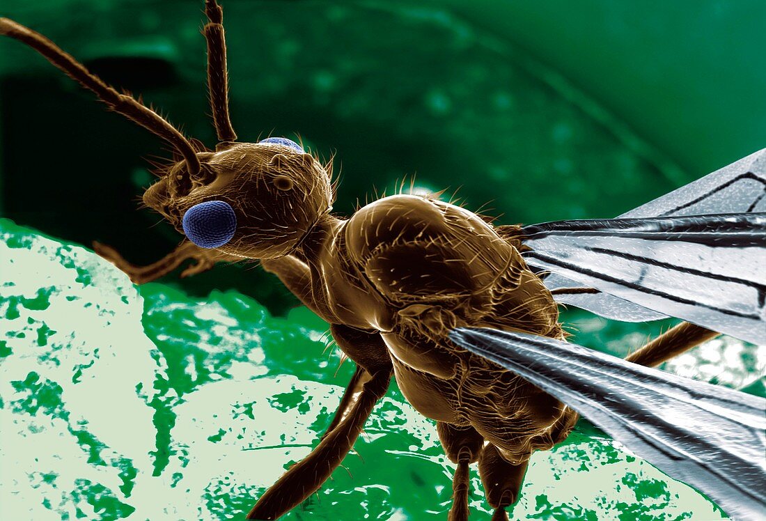 Winged ant,ESEM