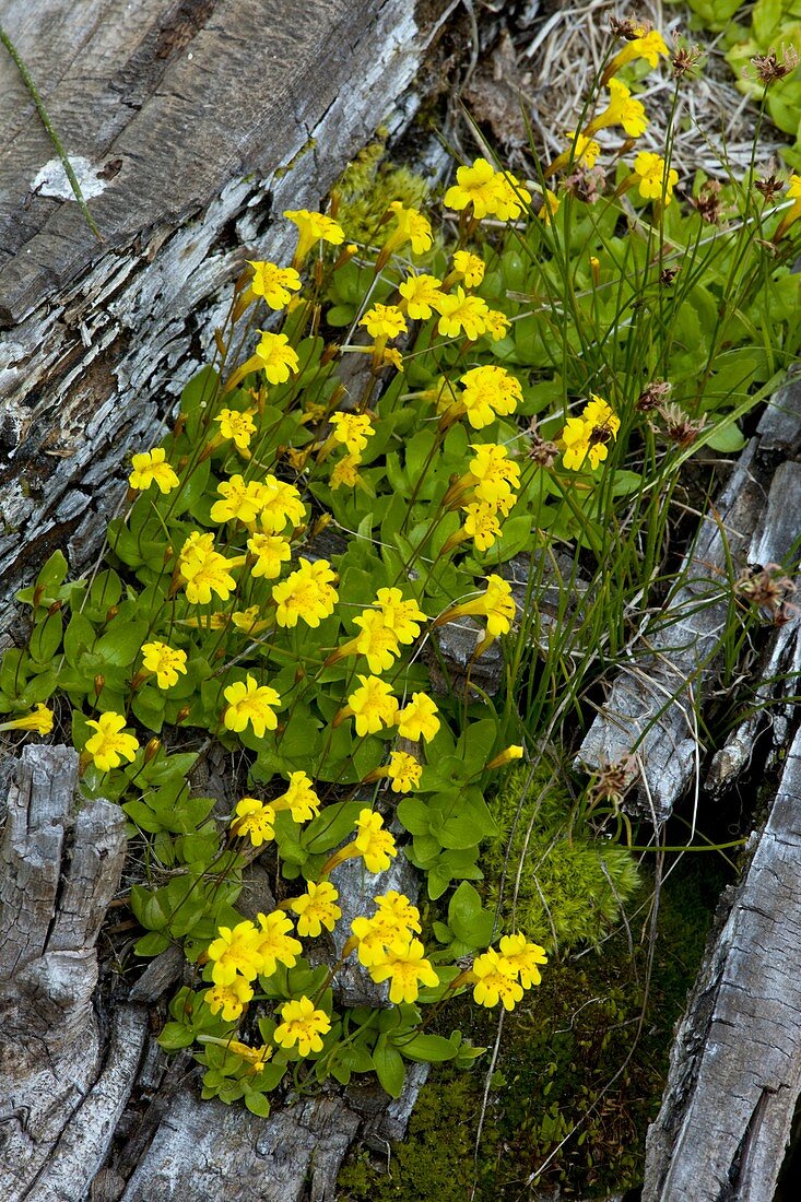 Monkey-flower (Mimulus primuloides)