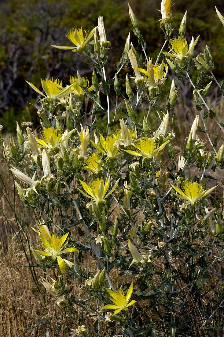 Blazing star (Mentzelia laevicaulis)